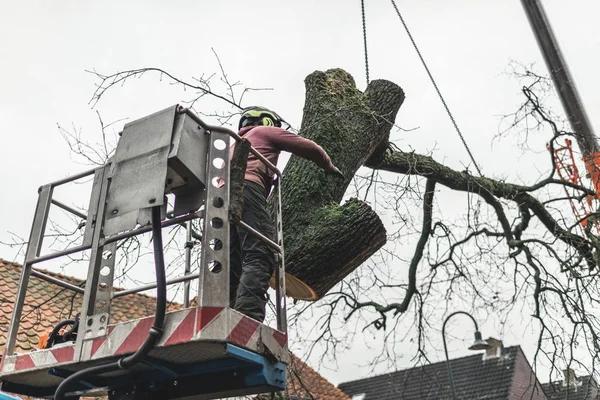 Experience Wiese Tree Service LLC for Safe and Efficient Tree Removal