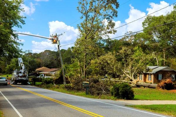 Why Homeowners Trust Tree Wise Men for Tree Care