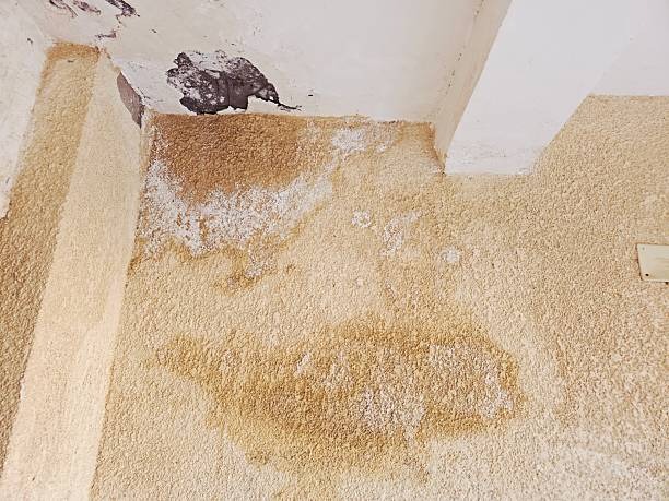 Top-Rated water damage restoration azle Company for Quick Recovery